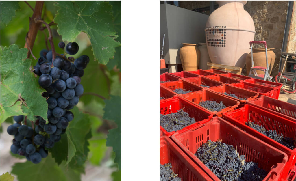 Duemani .jpg Duemani .jpg