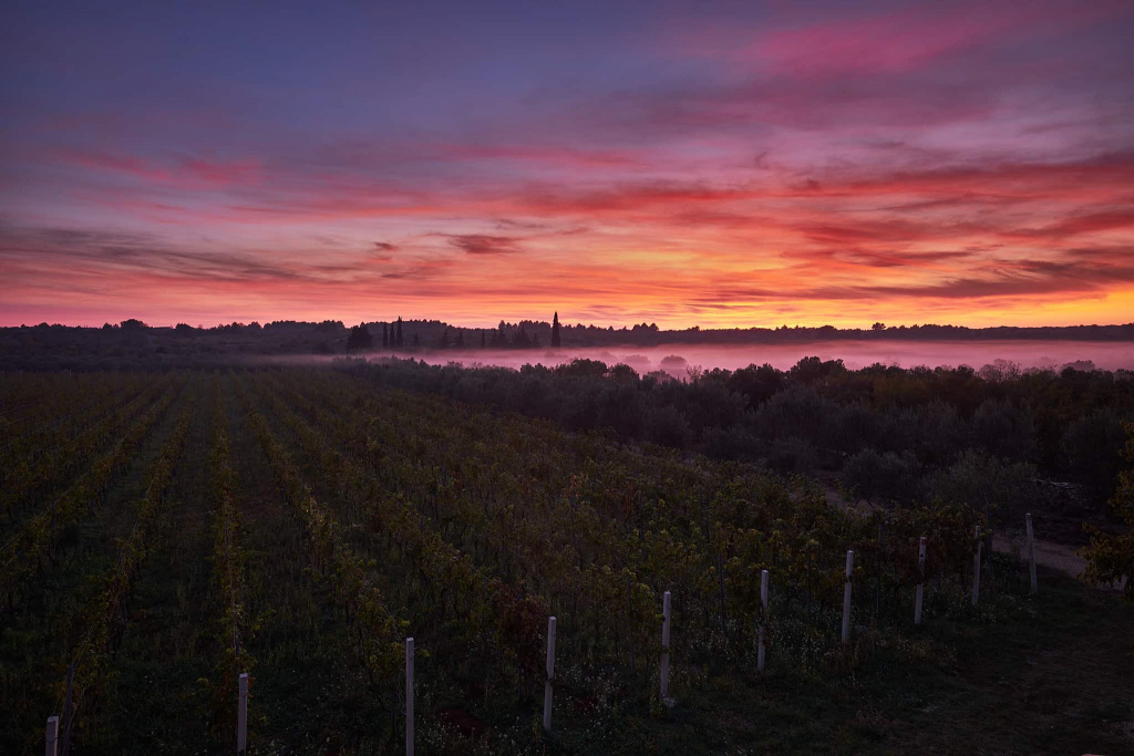 Baraka vineyards.jpg Baraka vineyards.jpg