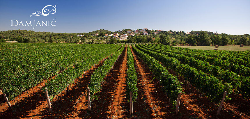 Damjanic winery-2.jpg Damjanic winery-2.jpg