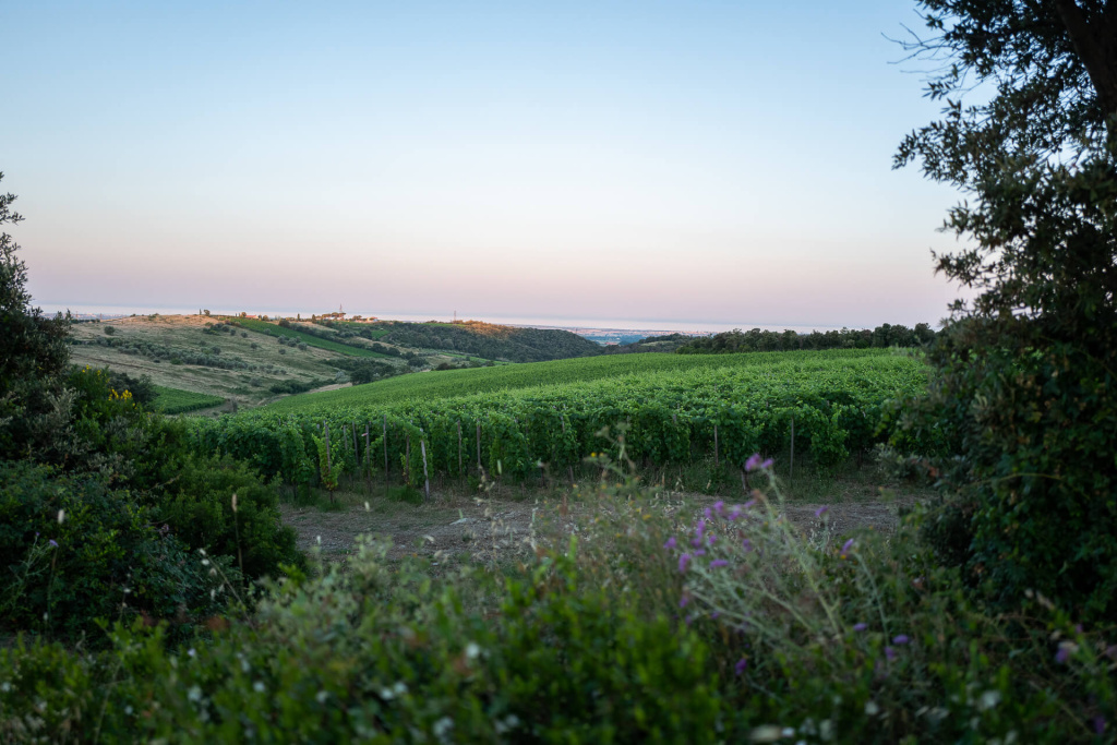 Duemani Vineyards.jpg Duemani Vineyards.jpg